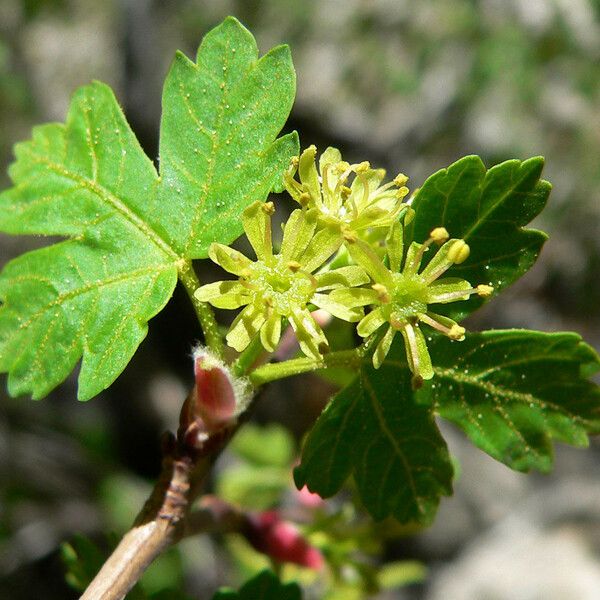 Acer glabrum Flower