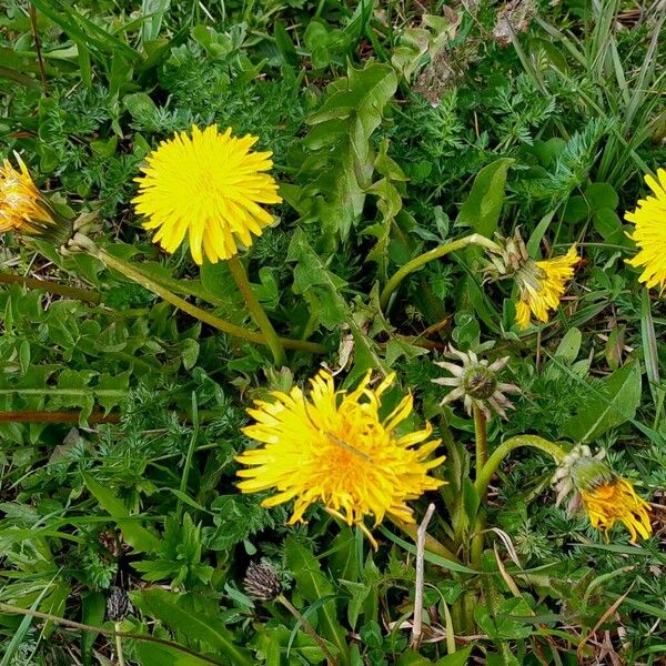 Taraxacum campylodes Fiore