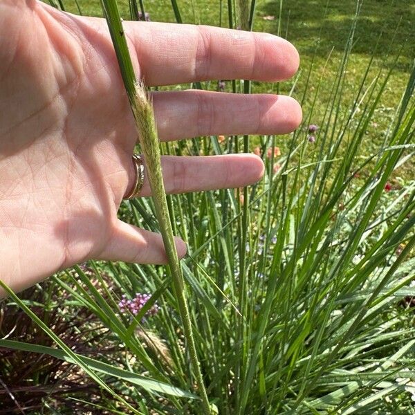 Cenchrus caudatus Blad