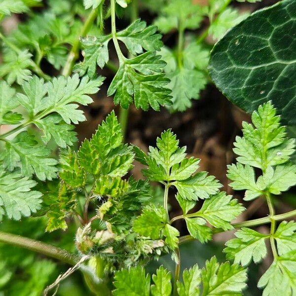 Anthriscus cerefolium Blad