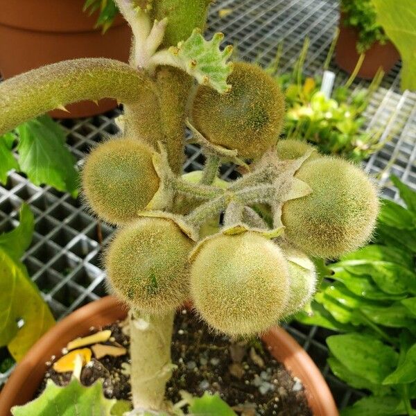 Solanum quitoense Fruitua