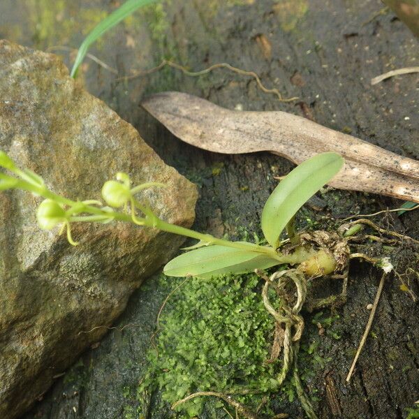 Liparis epiphytica Habit