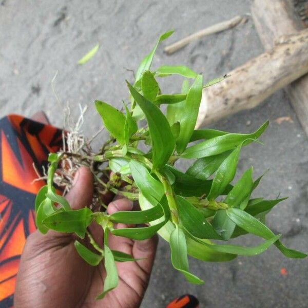 Dendrobium crumenatum 葉