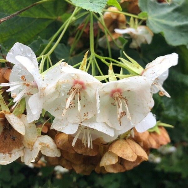 Dombeya burgessiae Φύλλο