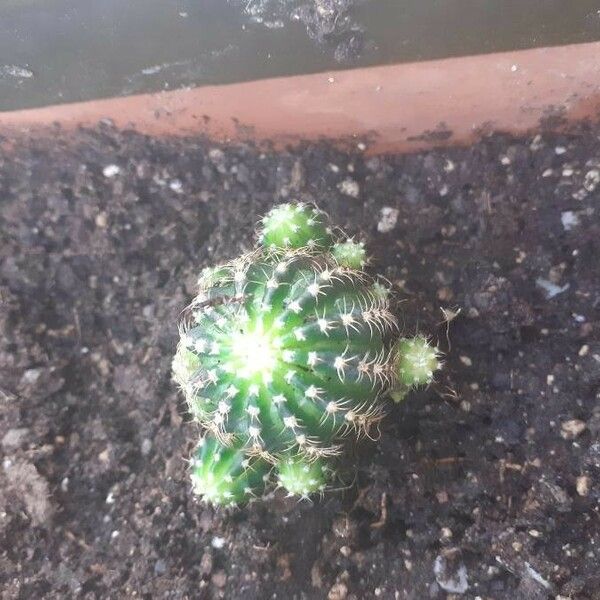 Echinopsis eyriesii Листок