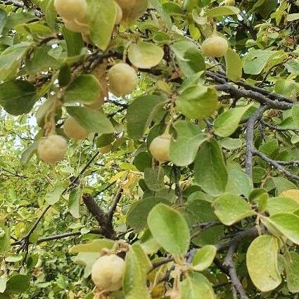 Styrax officinalis ᱥᱟᱠᱟᱢ