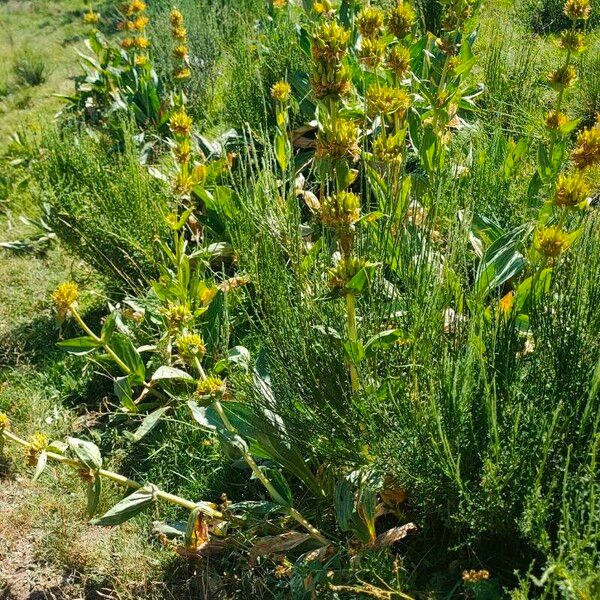 Gentiana lutea Hàbitat