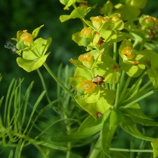 Euphorbia cyparissias 形态