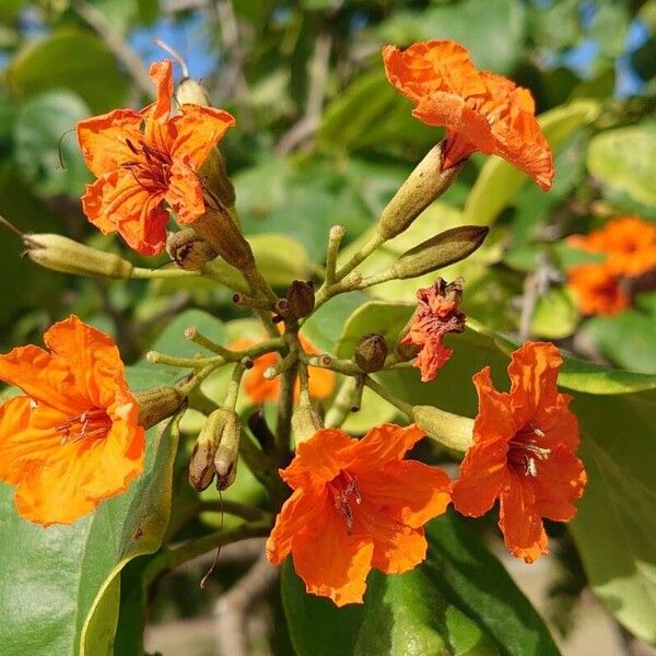 Cordia sebestena Flower