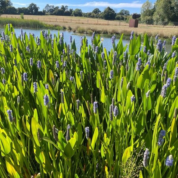 Pontederia cordata Habit