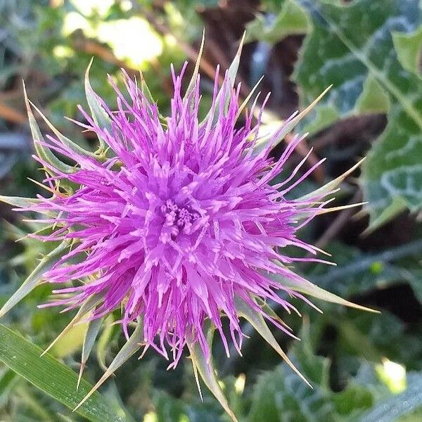 Silybum marianum 花