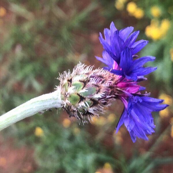 Centaurea triumfettii Квітка