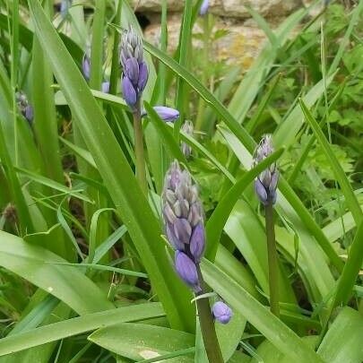 Hyacinthoides hispanica 花