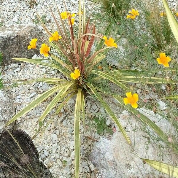 Tagetes lunulata 花