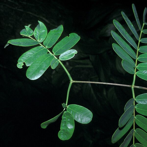 Entada polystachya Leaf