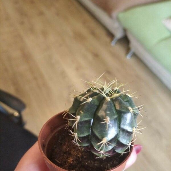 Echinopsis eyriesii Fruit