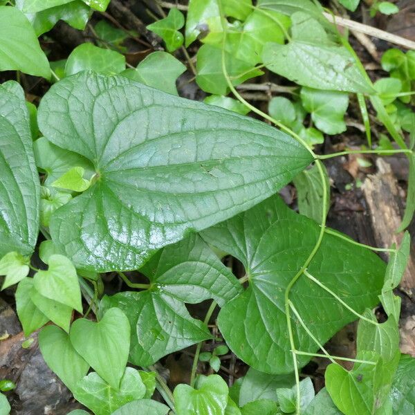 Dioscorea communis ഇല