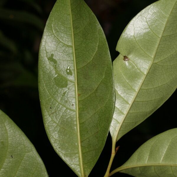 Sarcaulus brasiliensis Leaf