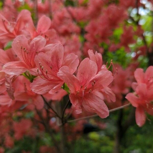 Rhododendron kaempferi 花
