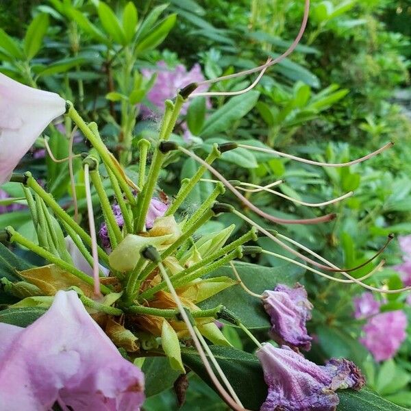 Rhododendron maximum Owoc