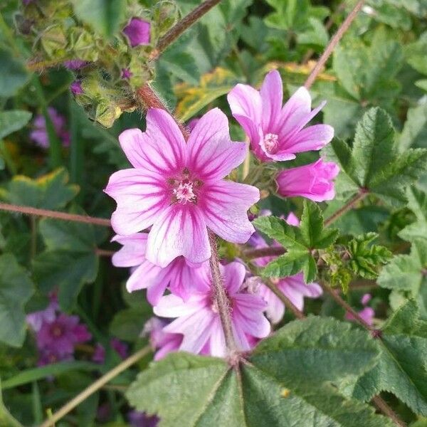 Malva sylvestris Blüte