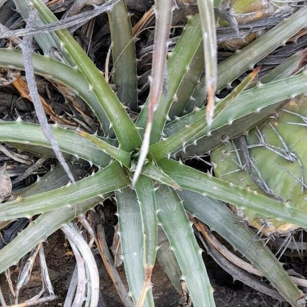 Deinacanthon urbanianum Habit