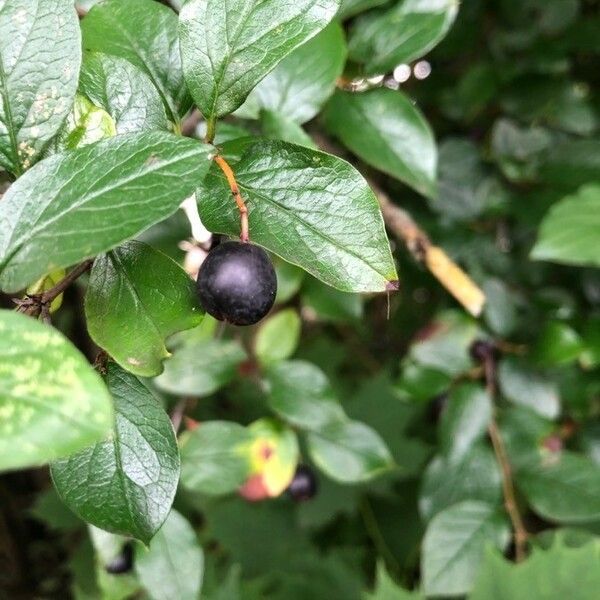 Cotoneaster acutifolius ফল