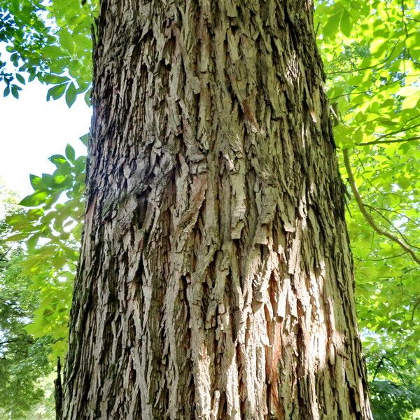 Carya glabra Φλοιός