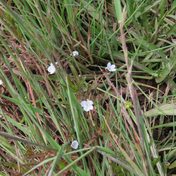 Veronica scutellata Pokrój