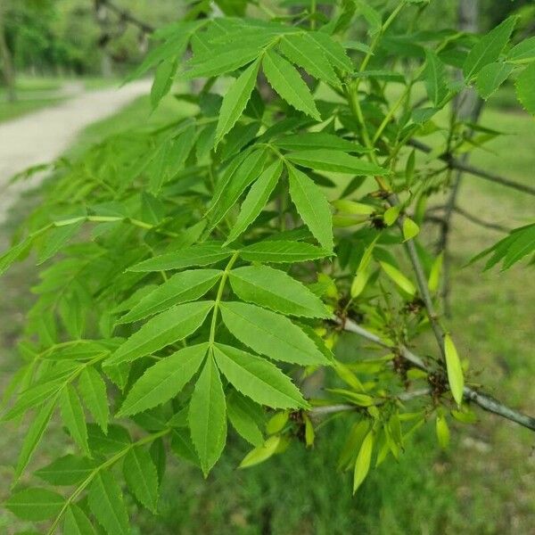 Fraxinus angustifolia Folio