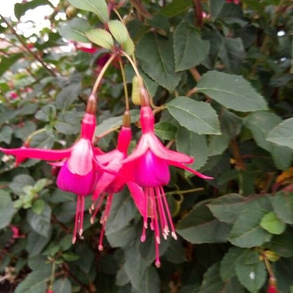 Fuchsia magellanica Цвят