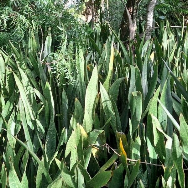 Dracaena hyacinthoides Pokrój