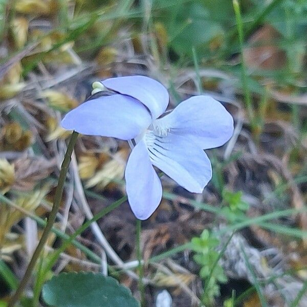 Viola riviniana Blüte