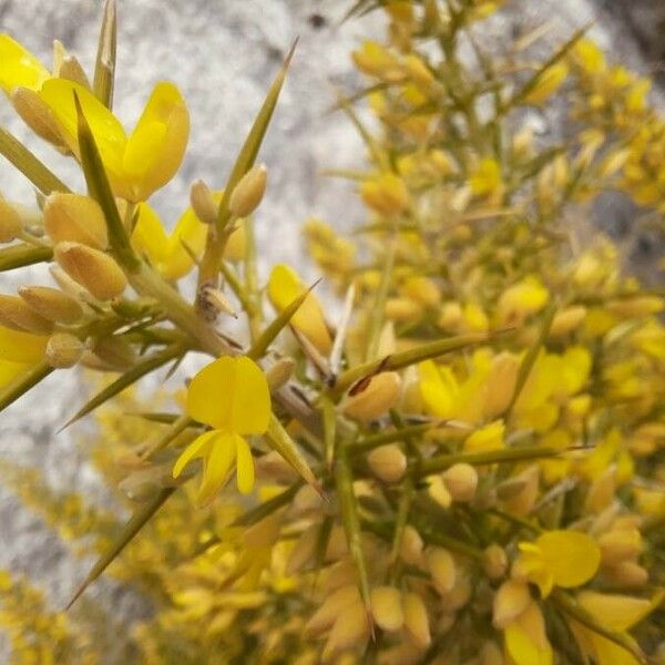 Ulex parviflorus Flower