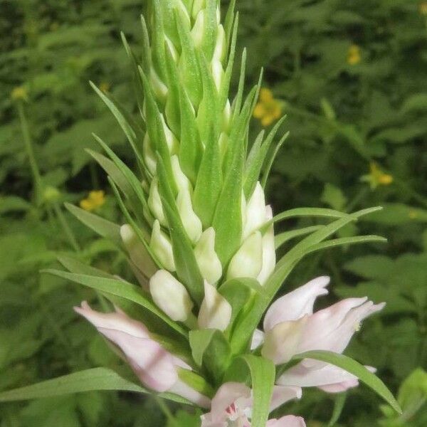 Dactylorhiza fuchsii Blüte