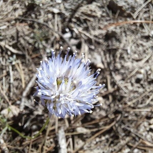 Jasione montana Kukka