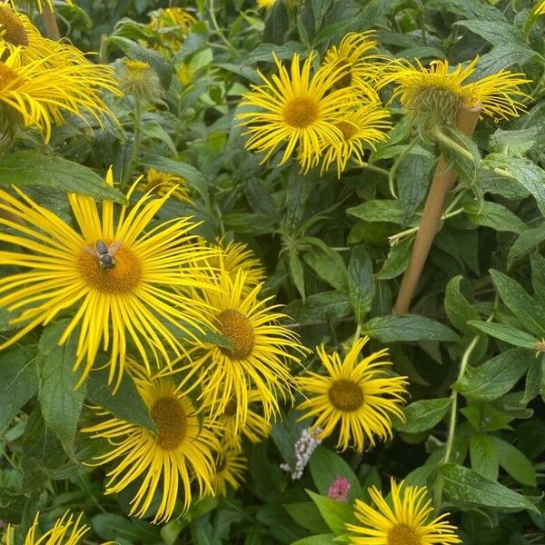 Inula helenium Квітка