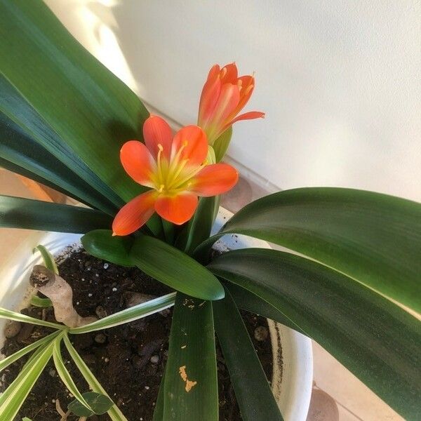 Clivia miniata Blomst