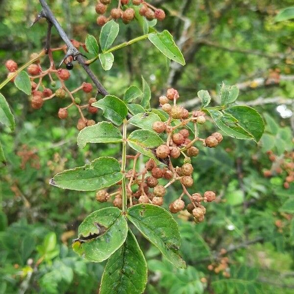 Zanthoxylum bungeanum पत्ता