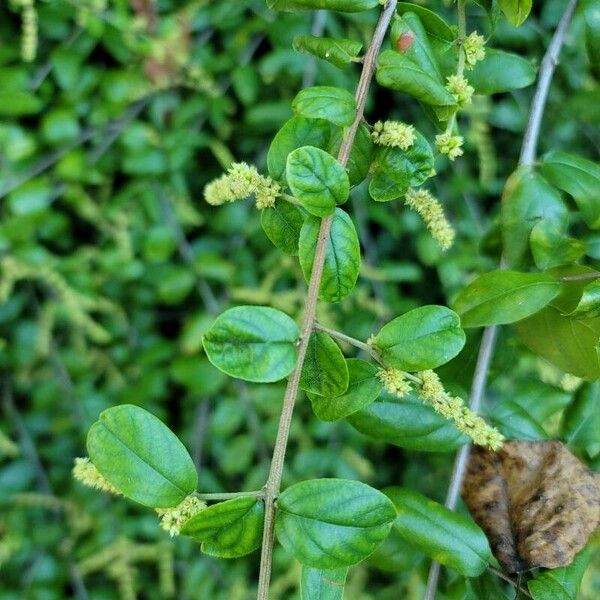 Ligustrum sinense Bark