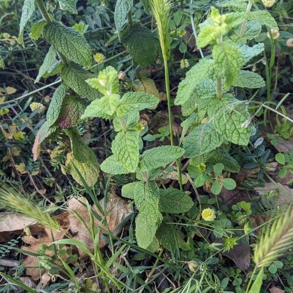 Mentha × rotundifolia Φύλλο