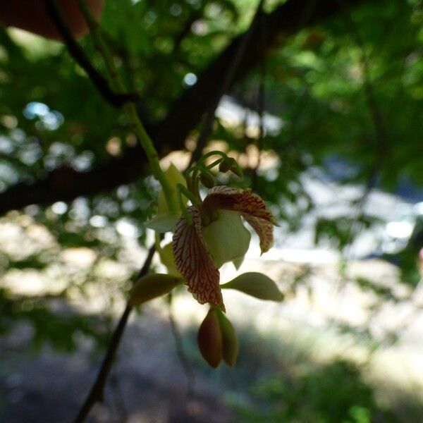 Tamarindus indica Virág