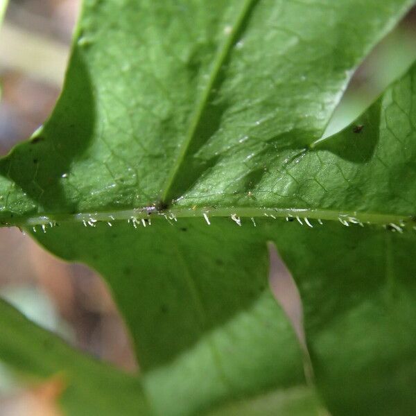 Pteris hamulosa Leaf