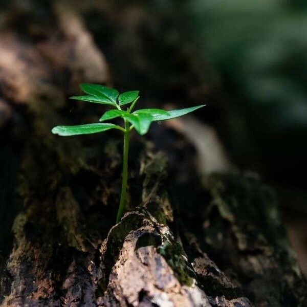 Arisaema dracontium Листок