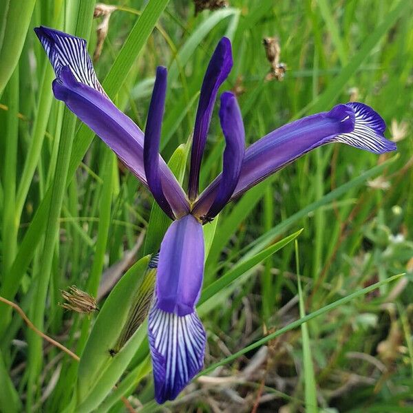 Iris spuria Õis