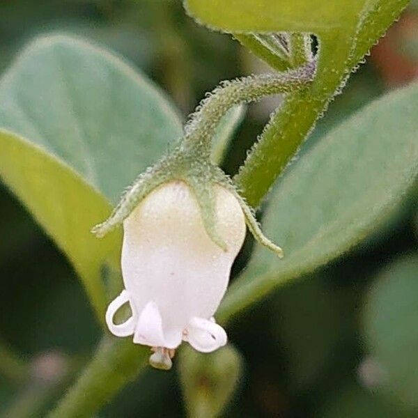 Salpichroa origanifolia Flower