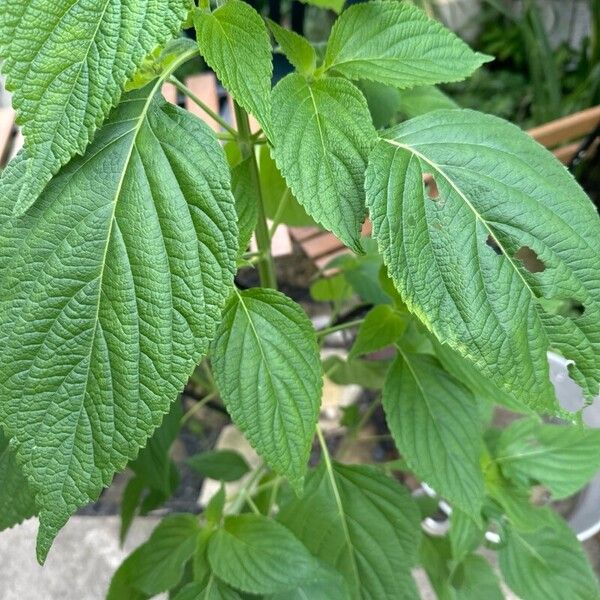 Salvia hispanica Leaf