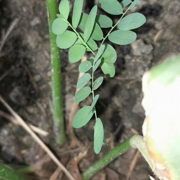 Phyllanthus amarus Levél