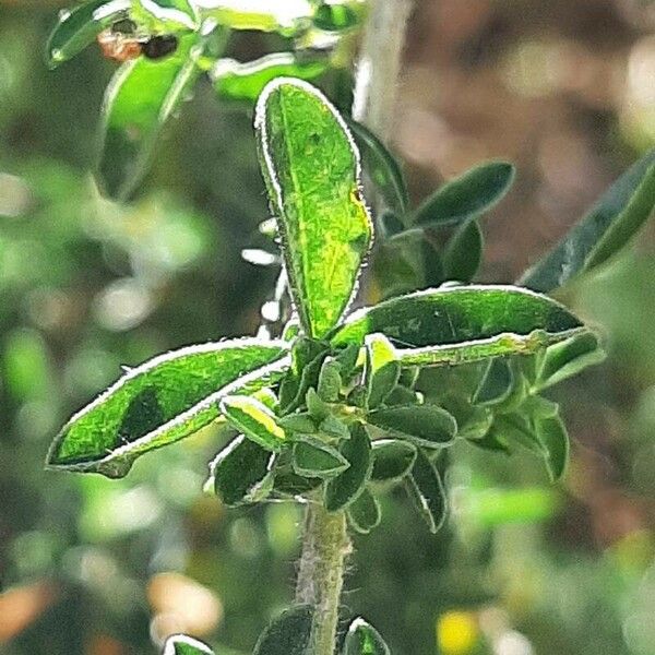 Adenocarpus complicatus Blad