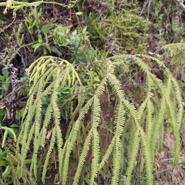 Sticherus flagellaris Leaf